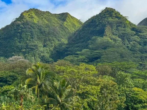 Manoa Falls and Lyon Arboretum, day trips from Honolulu