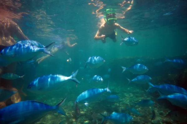 Goat Island Marine Reserve, day trips from Auckland
