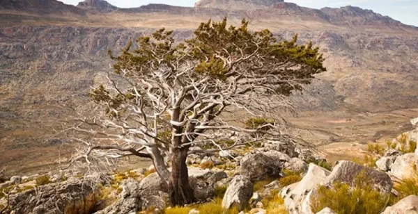 Cederberg Mountains, day trips from Cape Town