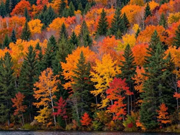 Autumn foliage colors in Canadian forest landscape Autumn foliage colors in Canadian forest landscape