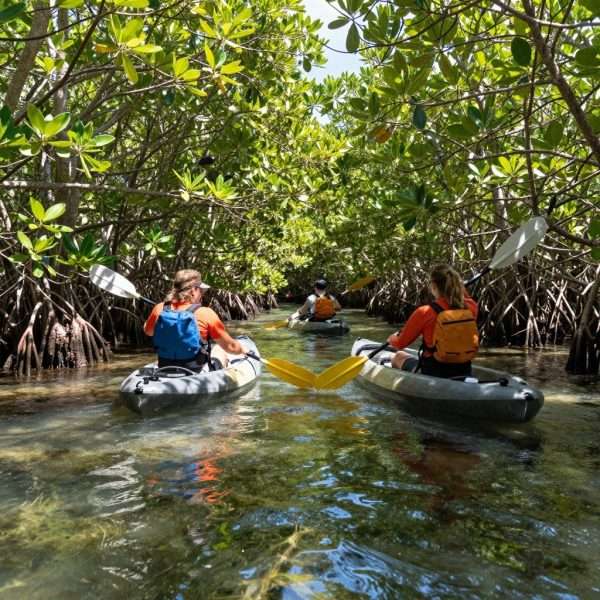 Kayakers paddling through mangrove trails in John Pennekamp park Kayakers paddling through mangrove trails in John Pennekamp park