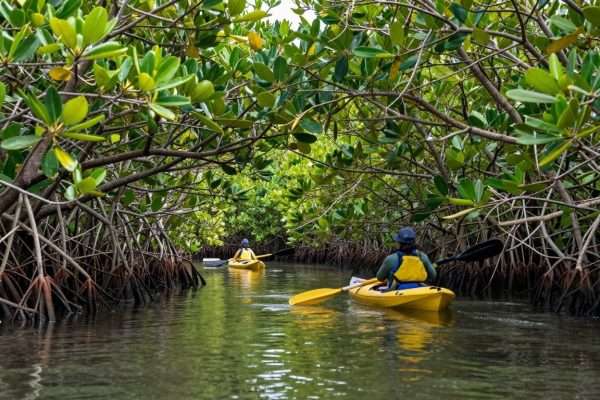 Kayakers paddling through mangrove tunnels in Key Largo Kayakers paddling through mangrove tunnels in Key Largo