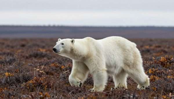 Polar bear on tundra near Churchill, Manitoba Polar bear on tundra near Churchill, Manitoba
