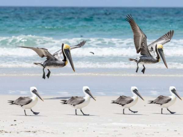 Seabirds on LA beach and marine life in natural habitat Seabirds on LA beach and marine life in natural habitat