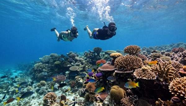 Snorkelers exploring coral reef with tropical fish in Key Largo waters Snorkelers exploring coral reef with tropical fish in Key Largo waters