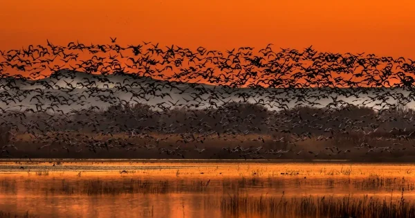 Bosque del Apache: Wildlife Refuge Paradise, day trips from Albuquerque