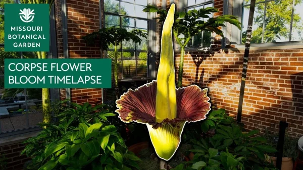 Missouri Botanical Garden, date night ideas in St Louis