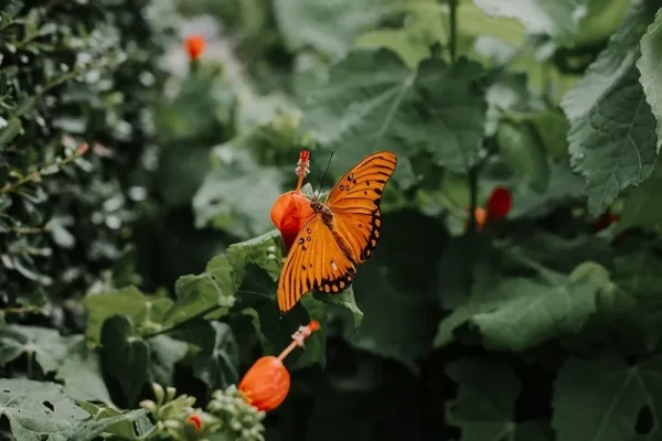 Texas Discovery Gardens Butterfly House, dating in Dallas