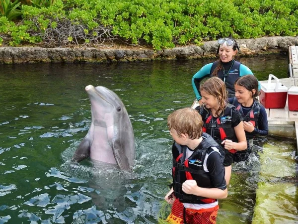 Swimming with Dolphins at Kahala Resort, date night ideas in Oahu