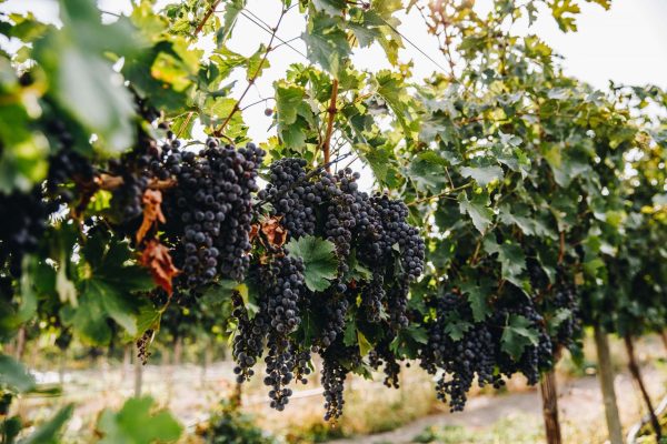 Wine Tasting at Local Vineyards, dating ideas in Boise