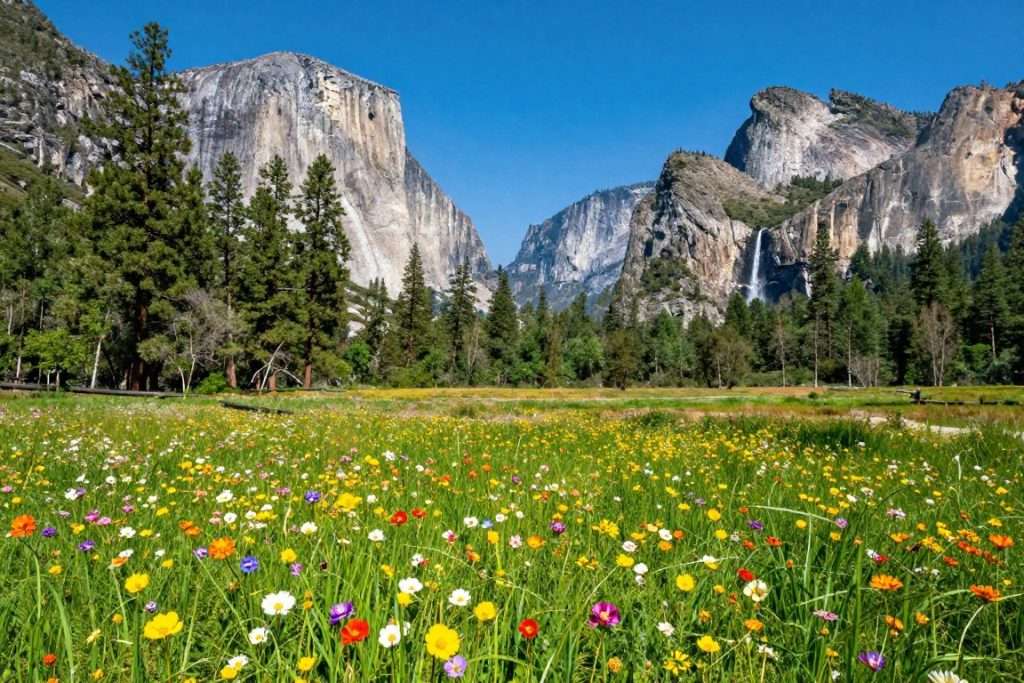 Yosemite Valley meadow with wildflowers and mountain backdrop Yosemite Valley meadow with wildflowers and mountain backdrop