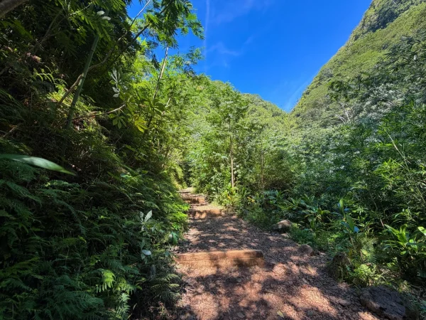 Waterfall Hike to Manoa Falls, dating in Oahu