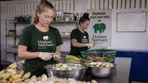 Volunteering at Chiang Mai Elephant Sanctuaries