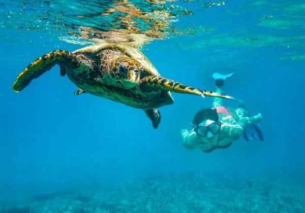 Snorkel with Sharks and Turtles at Top Palau Tourist Spots