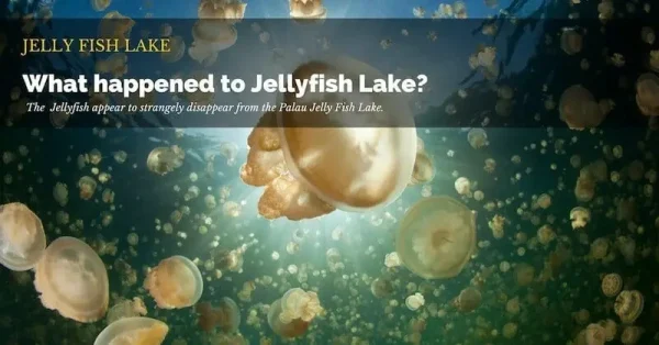 Snorkel with Stingless Jellyfish in Jellyfish Lake, things to do in Palau