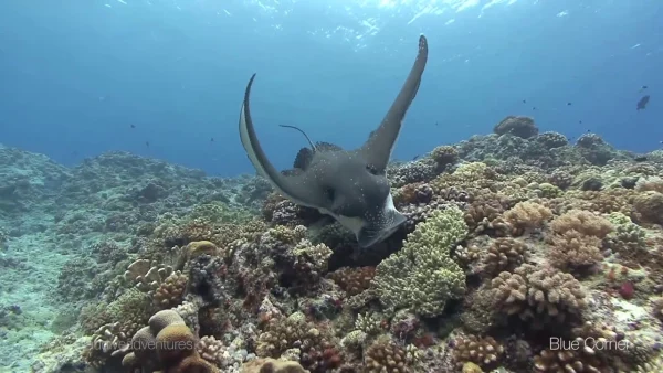 Scuba Diving at Blue Corner and World-Class Dive Sites, things to do in Palau